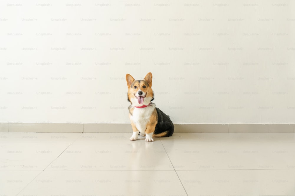 a dog sitting on the floor with its tongue out