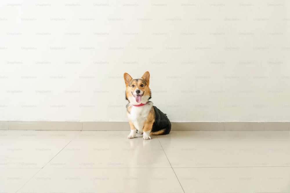 ein Hund, der mit herausgestreckter Zunge auf dem Boden sitzt