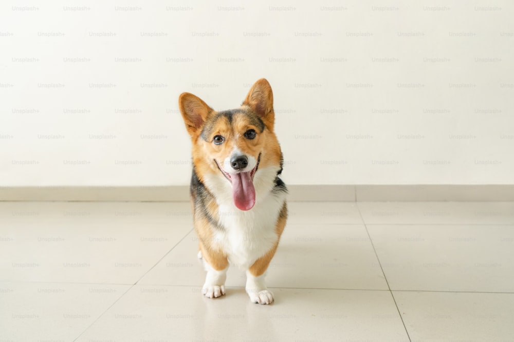 um cachorro em pé em um chão de azulejo com a língua para fora