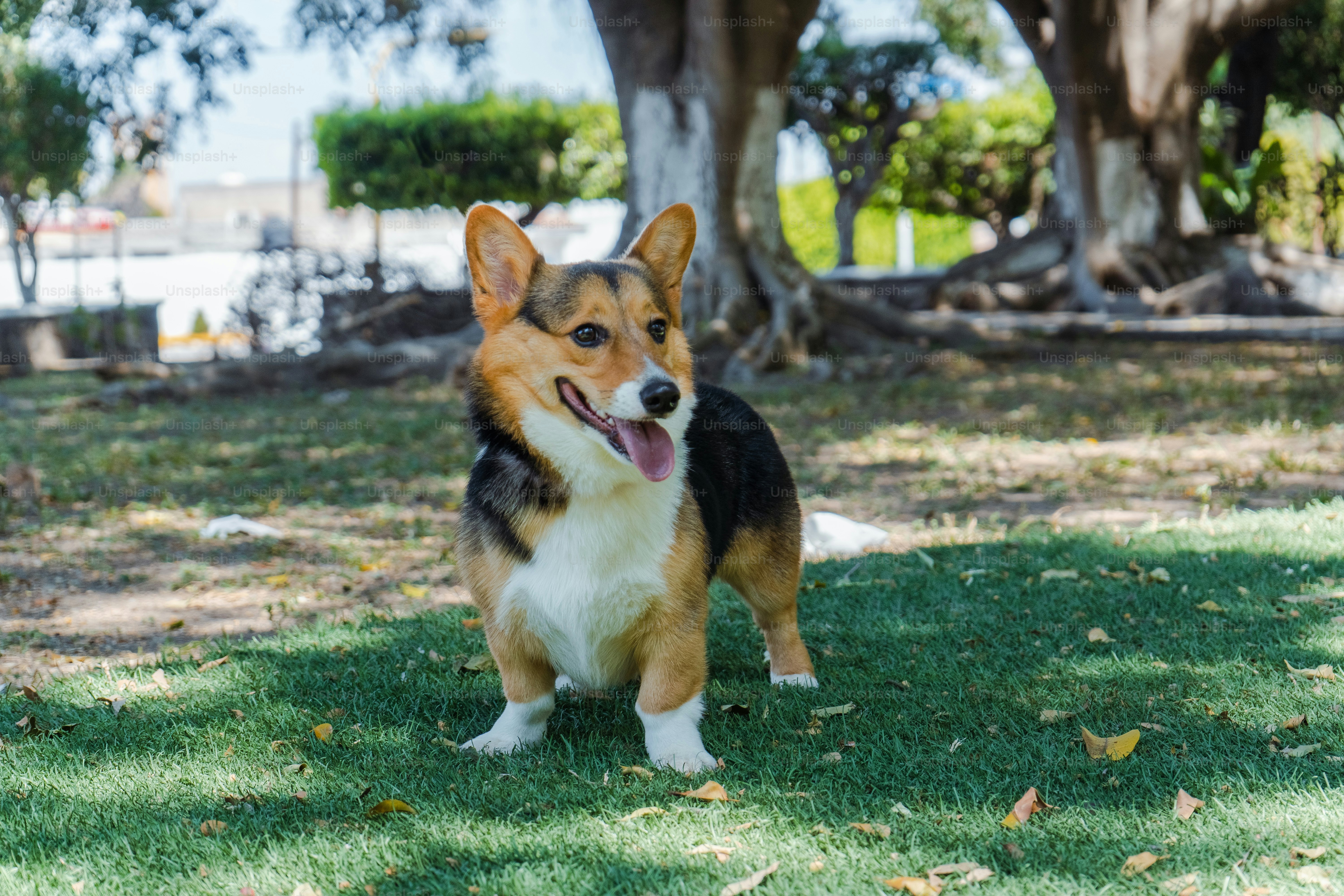 corgi puppy for sale