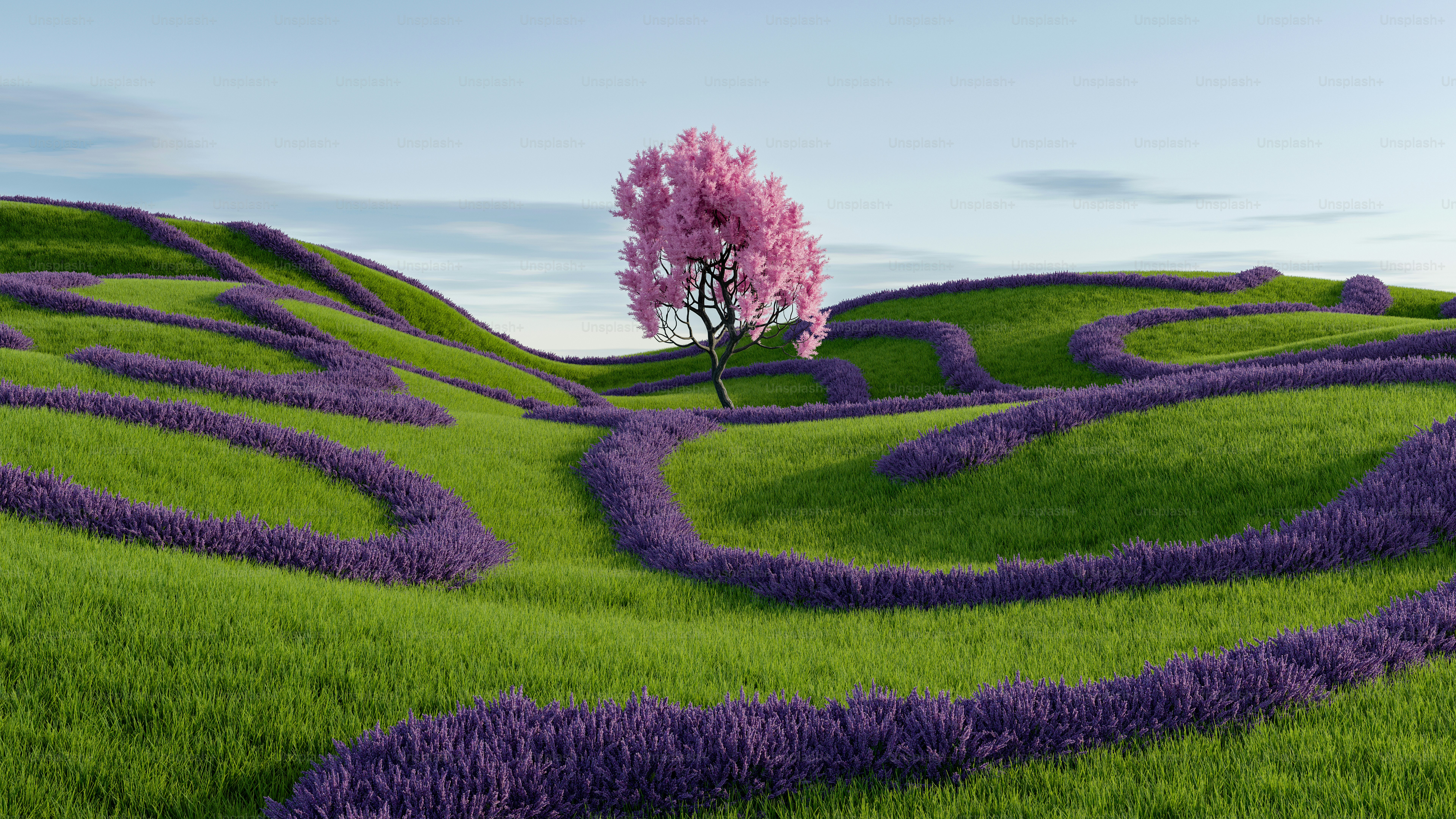 a tree in the middle of a field of lavender