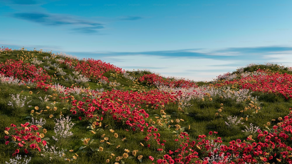 a field full of red and white flowers under a blue sky