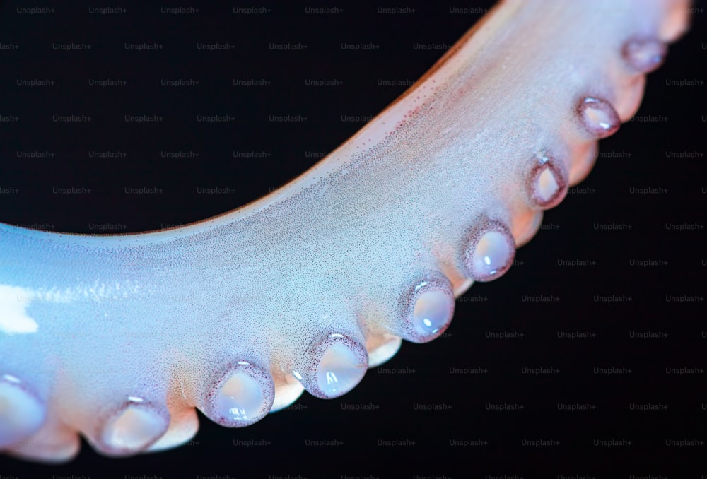 Eine Nahaufnahme der Tentakel eines Oktopus mit schwarzem Hintergrund