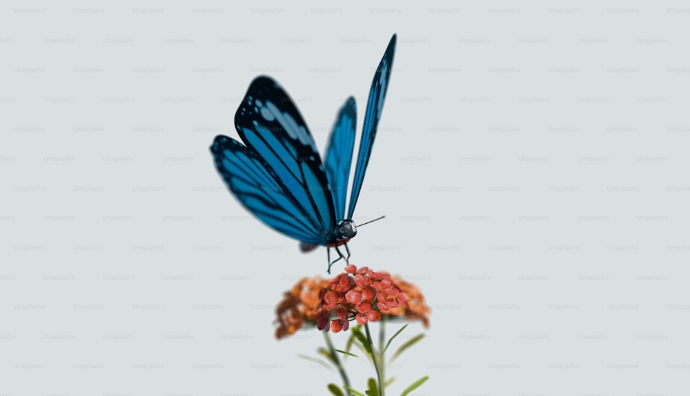 a blue butterfly sitting on top of a flower