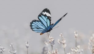 una mariposa azul sentada encima de una flor blanca