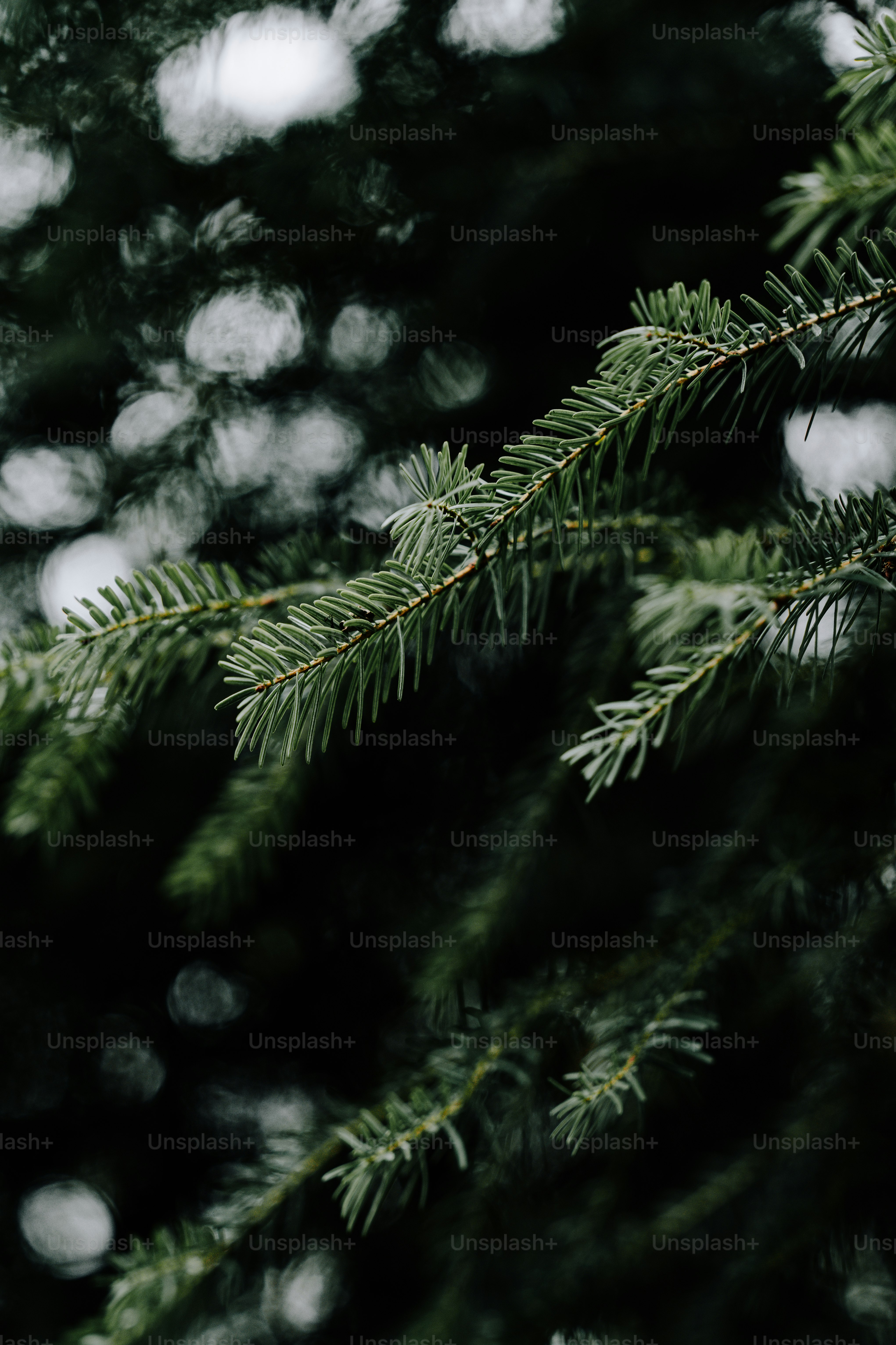 a close up of a pine tree branch