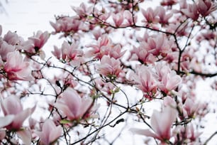 a tree filled with lots of pink flowers