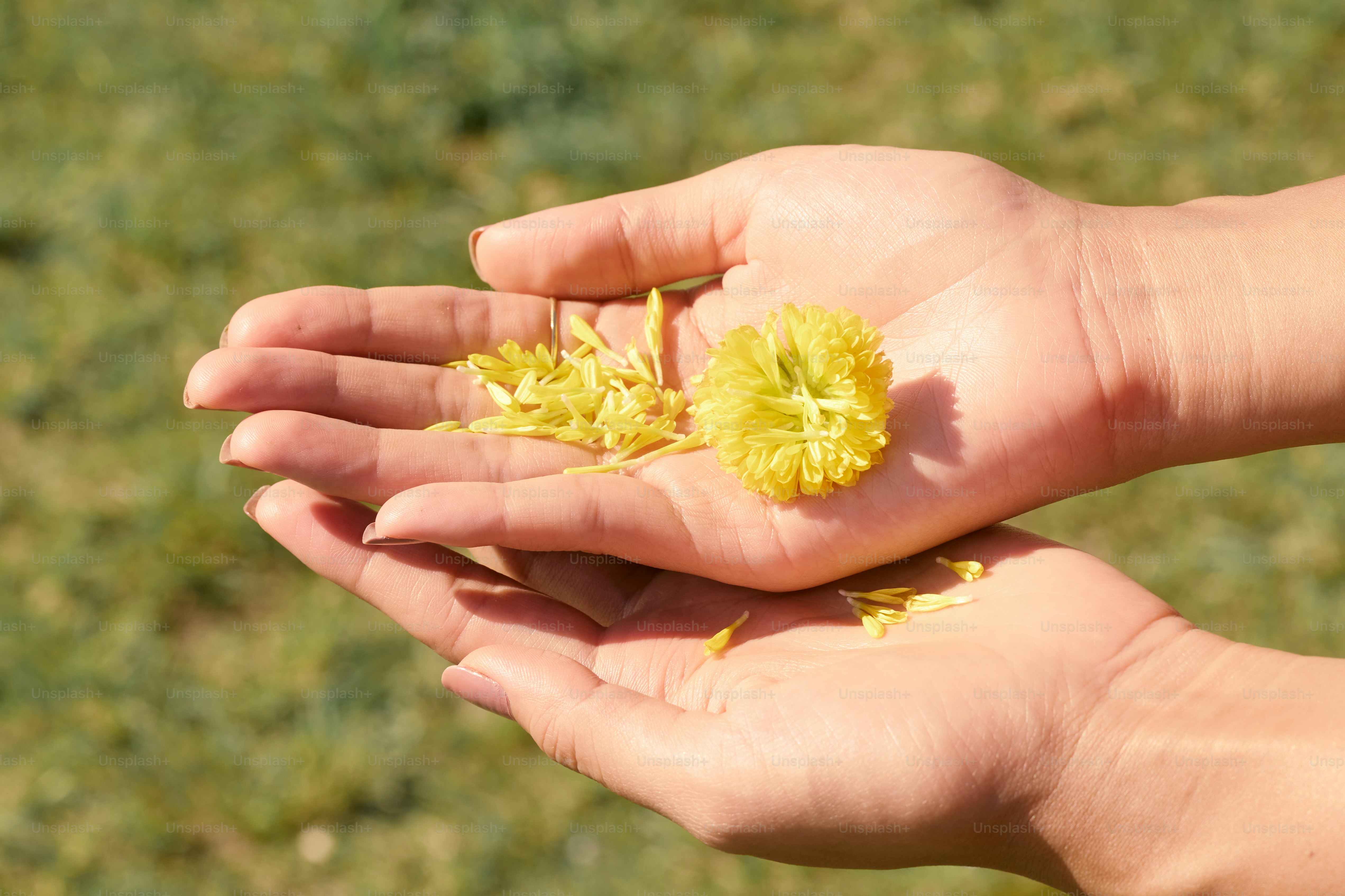 a person holding a yellow flower in their hand