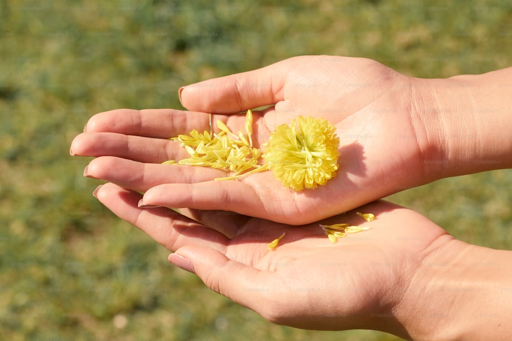 eine Person, die eine gelbe Blume in der Hand hält