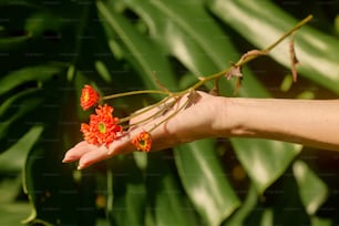 a person's hand holding a branch with red flowers