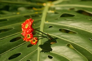 a red flower on a large green leaf