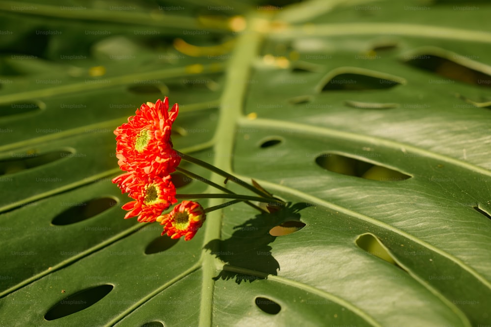 uma flor vermelha em uma grande folha verde