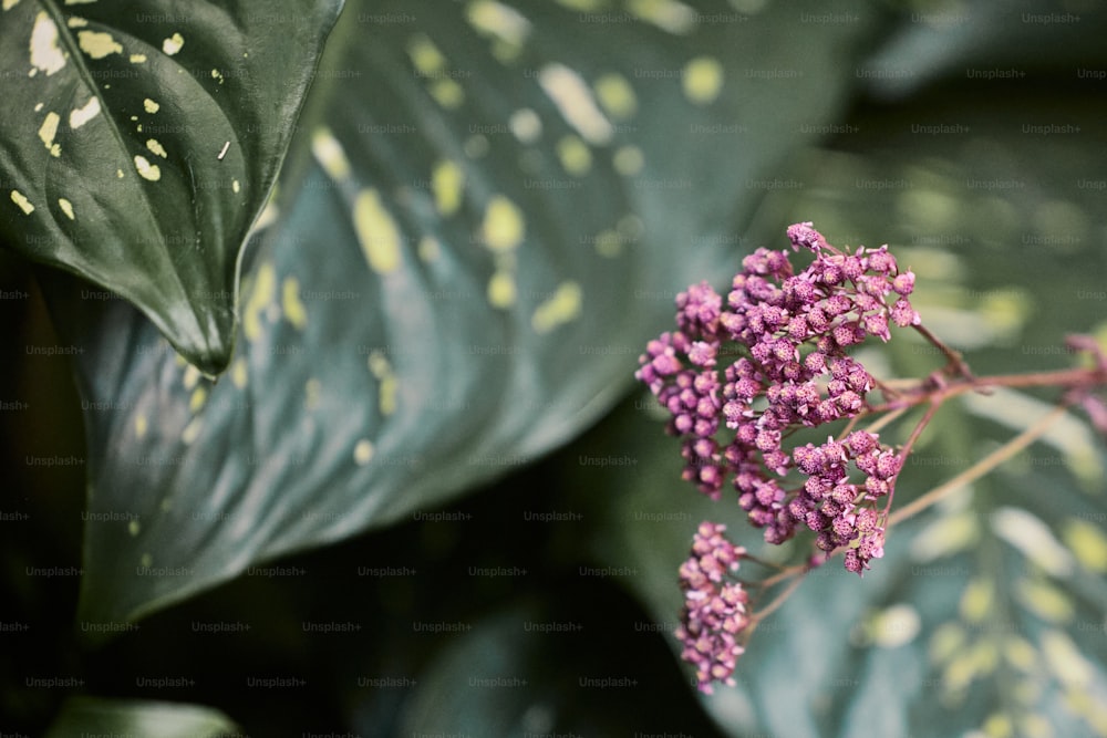 um close up de uma planta com flores roxas