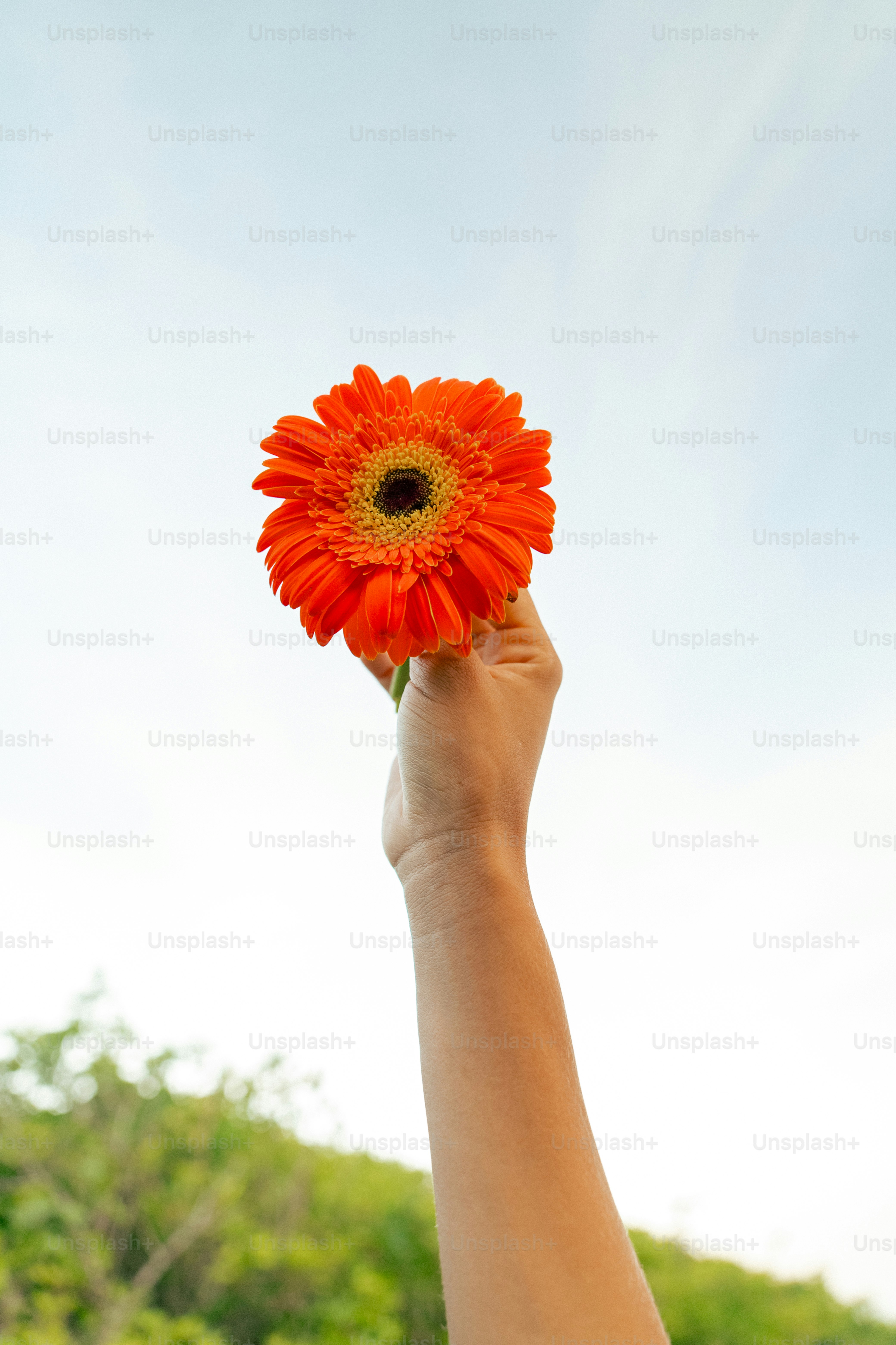 a person holding a flower up in the air