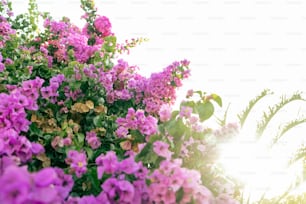 a bunch of flowers that are in the grass