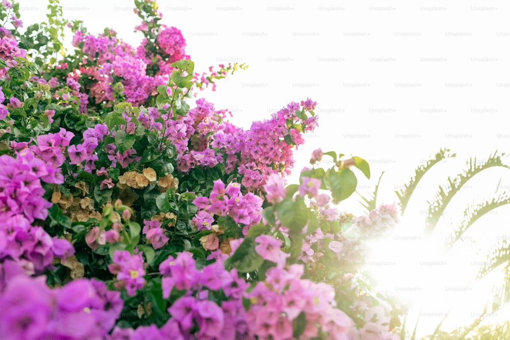 a bunch of flowers that are in the grass