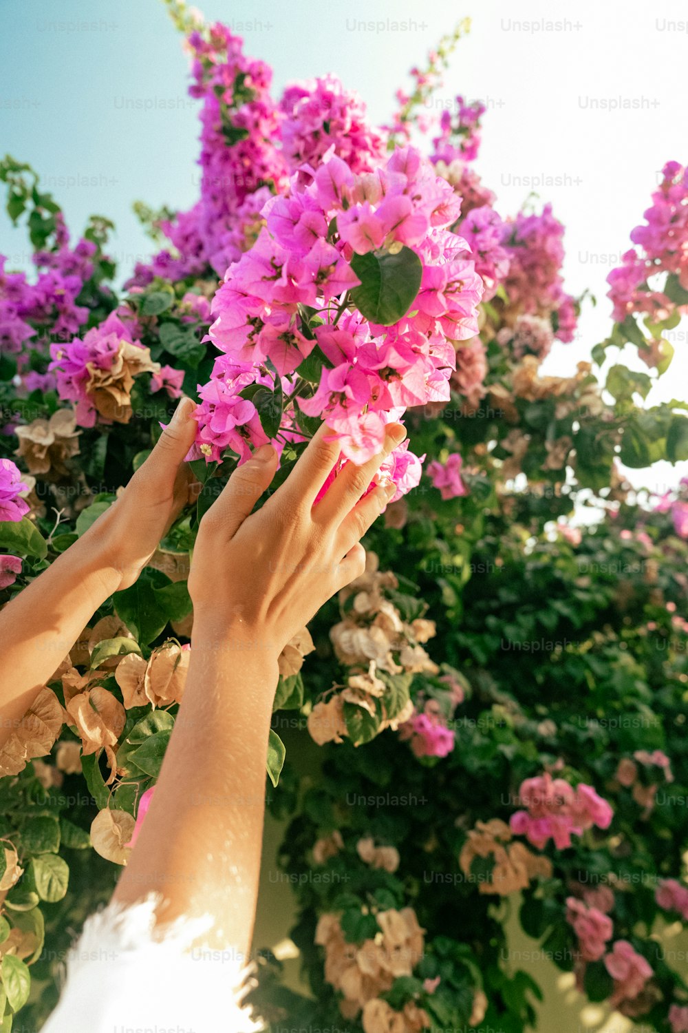 two hands reaching up to a bunch of flowers