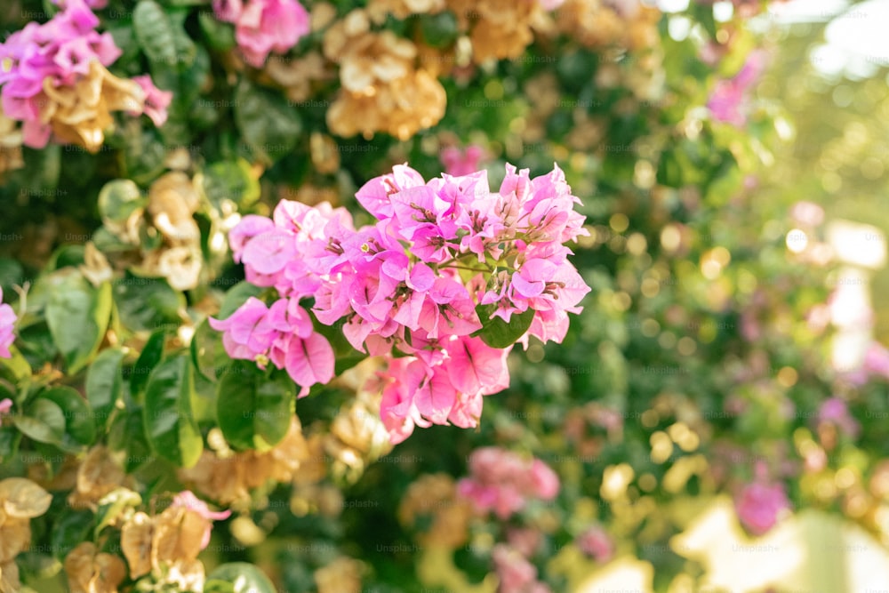 庭に咲くピンクと黄色の花束