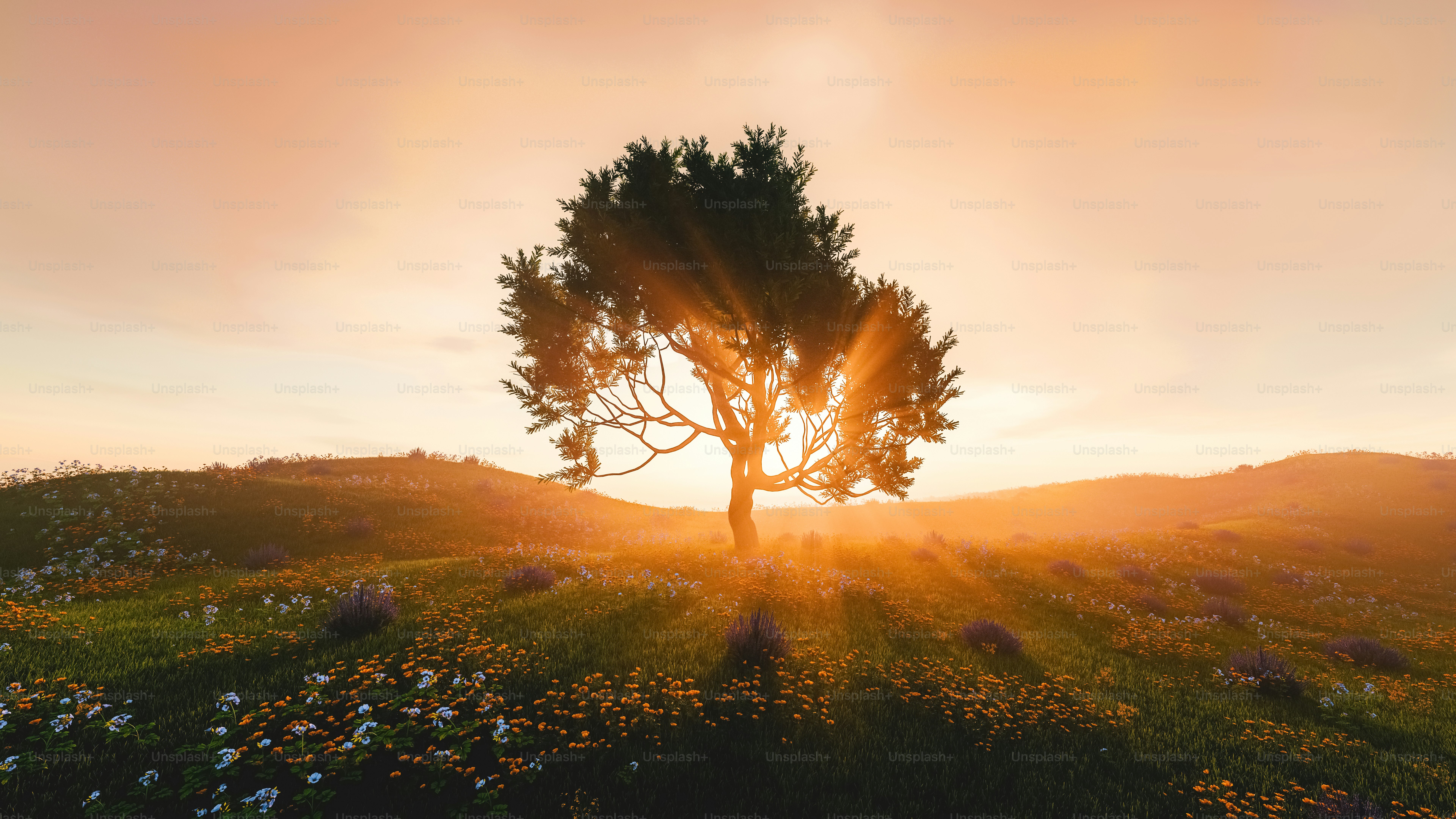 a lone tree in the middle of a field