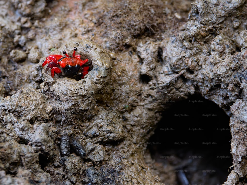 a small red bug sitting on a rock