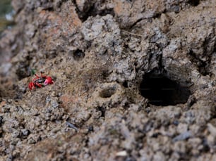 un pequeño insecto rojo sentado en la cima de una roca