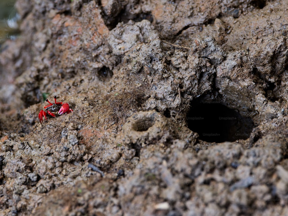 un piccolo insetto rosso seduto in cima a una roccia