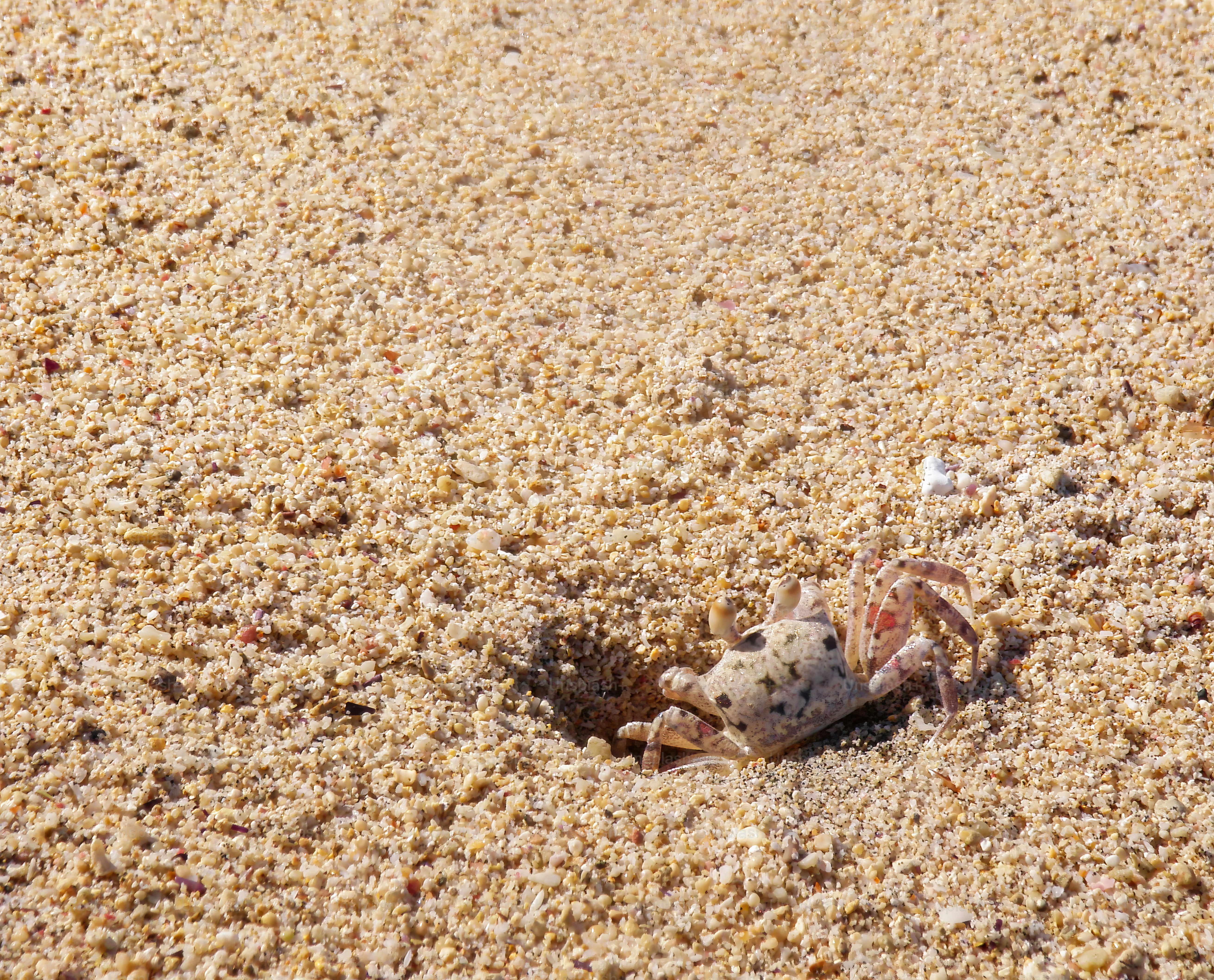a crab sitting in the sand on the beach