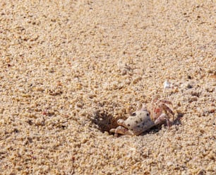 eine Krabbe sitzt im Sand am Strand