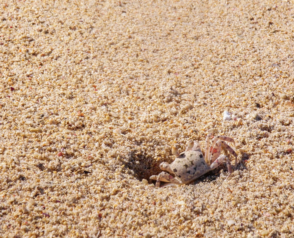 eine Krabbe sitzt im Sand am Strand