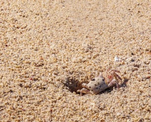 a crab sitting in the sand on the beach