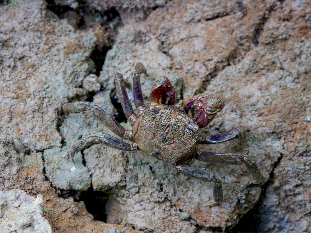 a spider sitting on top of a rock