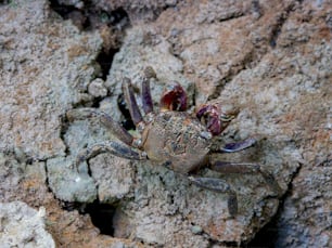 eine Spinne, die auf einem Felsen sitzt