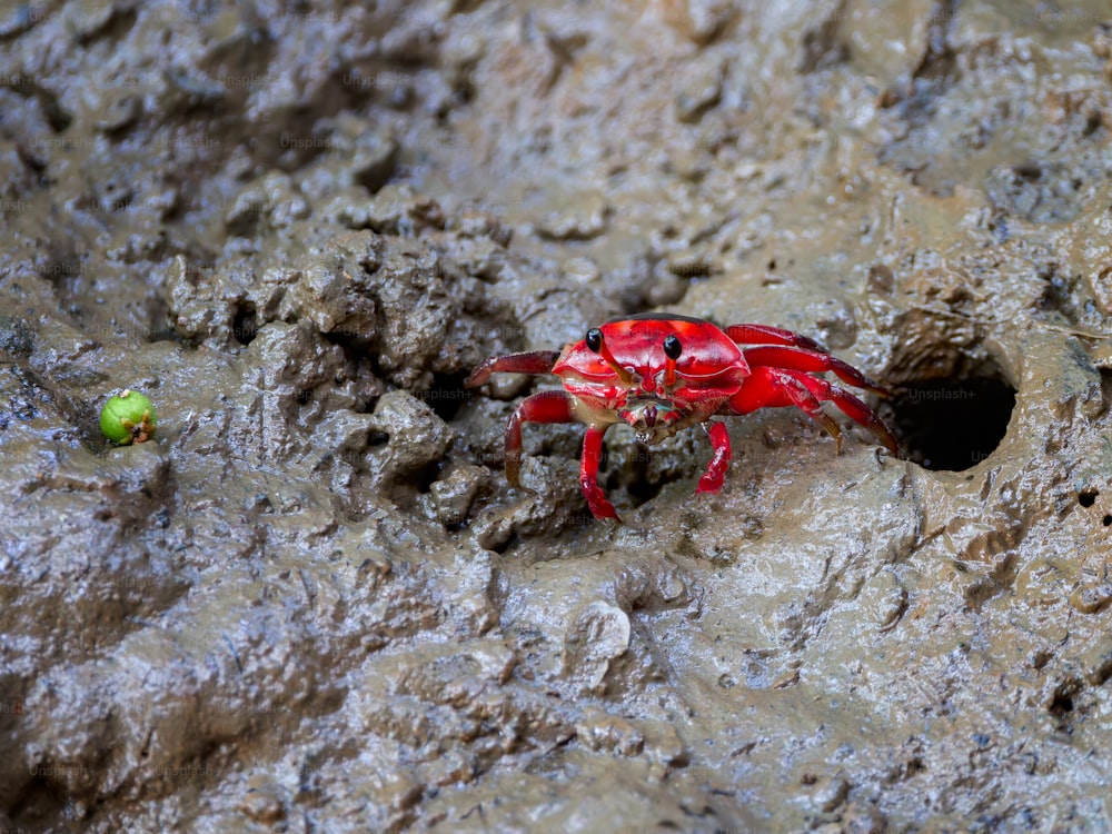 a red crab crawling out of a hole in a rock