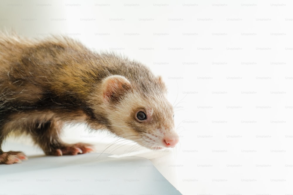 a small ferret standing on top of a white surface