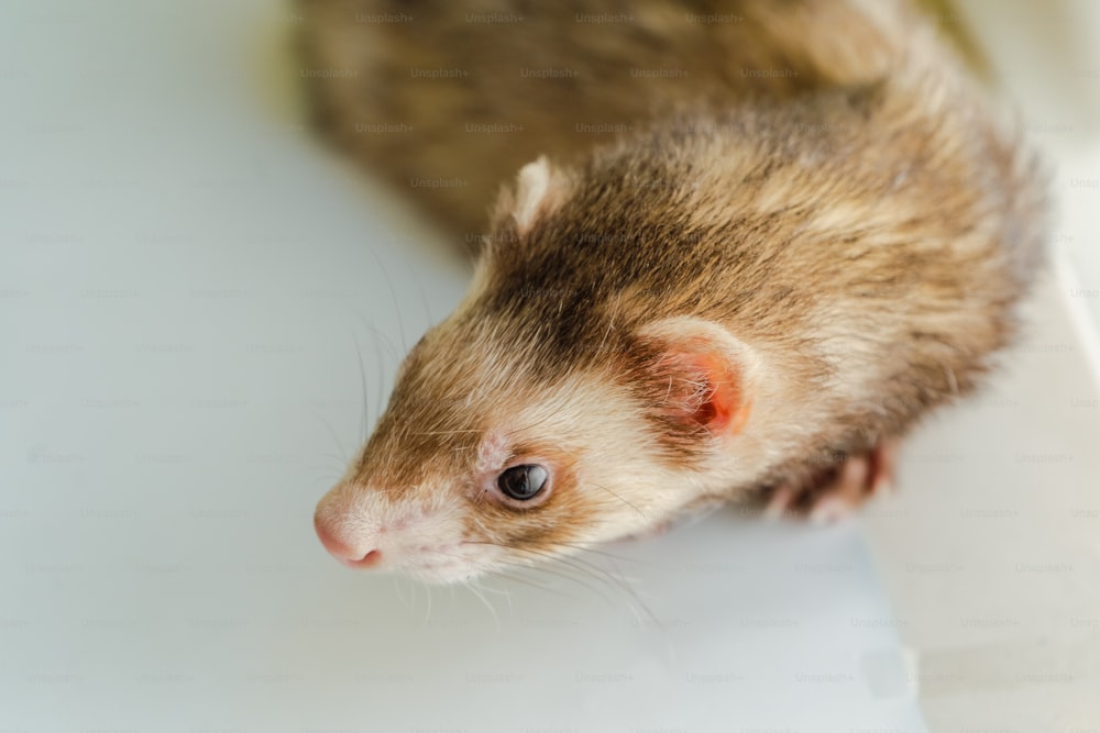 a ferret is sitting on a white surface