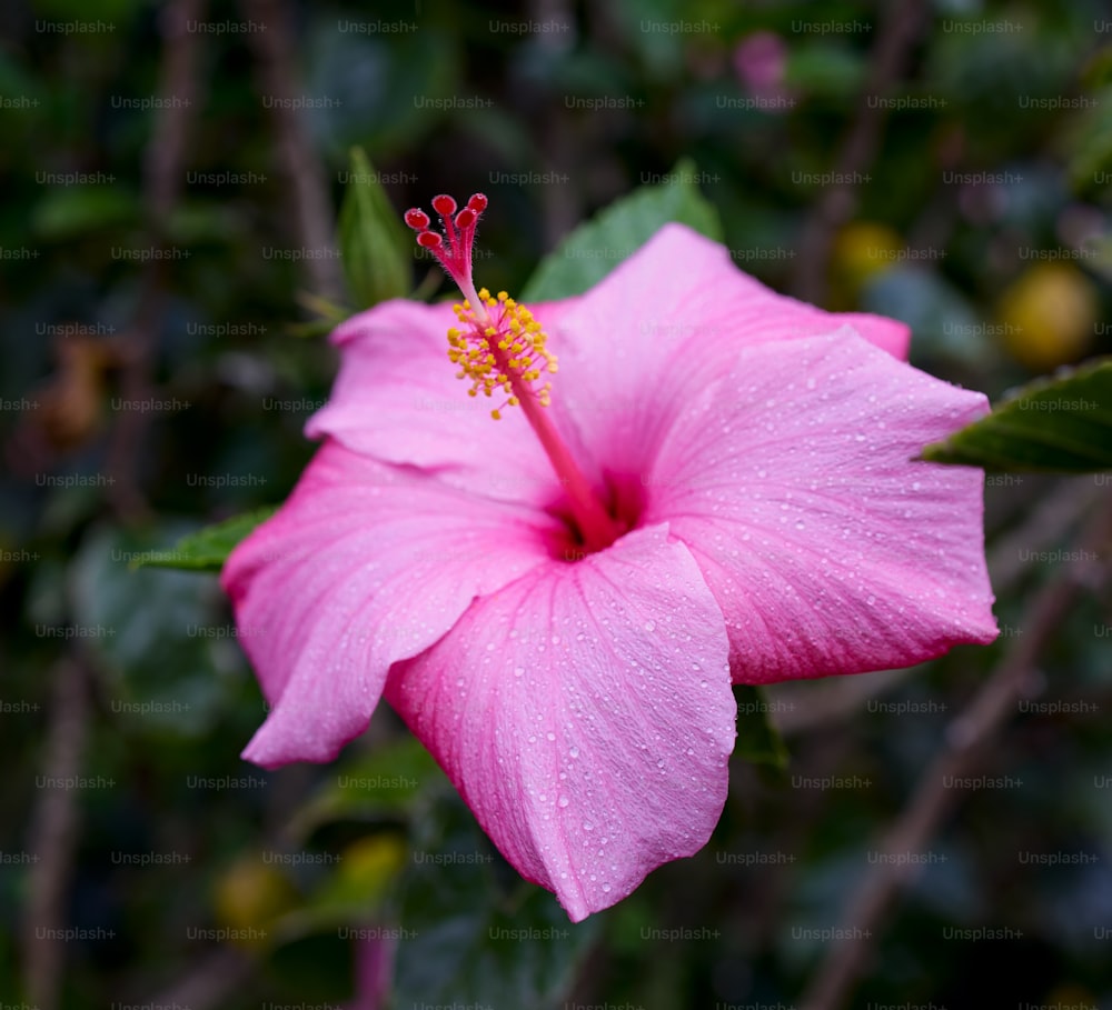 a pink flower with green leaves in the background