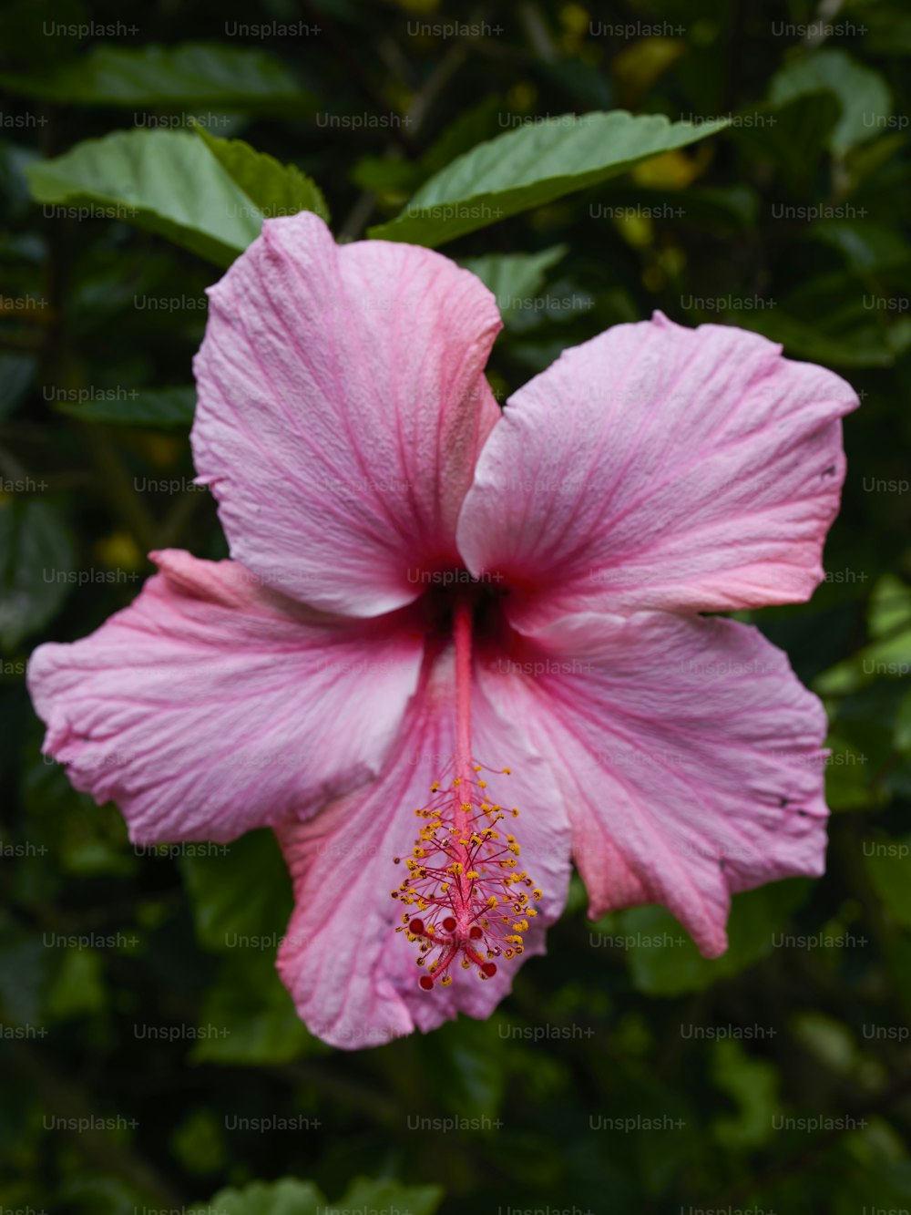 uma flor cor-de-rosa com folhas verdes no fundo