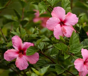 um ramo de flores cor-de-rosa com folhas verdes