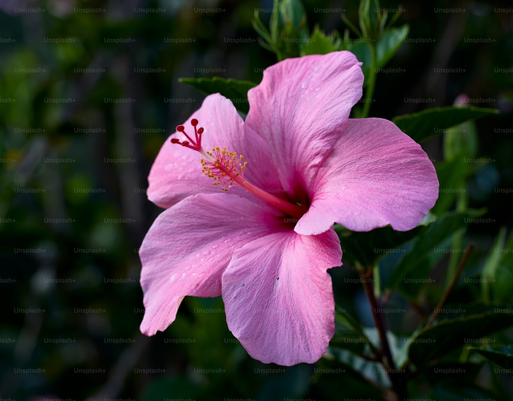 a pink flower with green leaves in the background