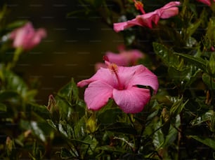 um close up de uma flor rosa em um arbusto