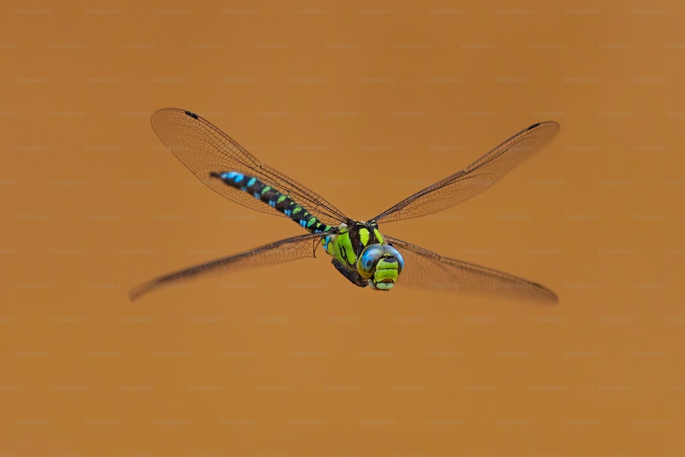 una libellula blu e verde che vola nell'aria