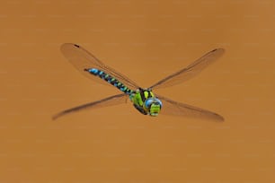 a blue and green dragonfly flying through the air