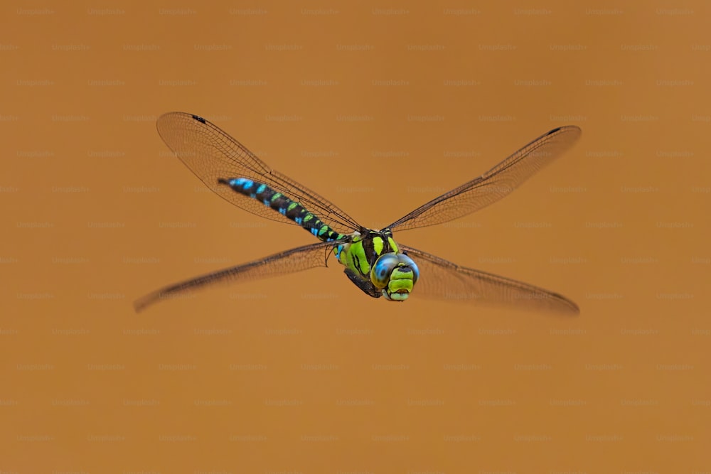 a blue and green dragonfly flying through the air