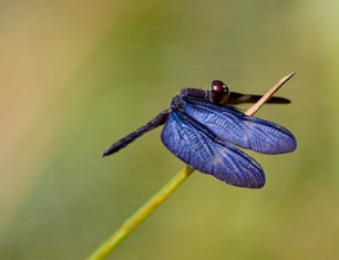 une libellule bleue assise au sommet d’une plante verte