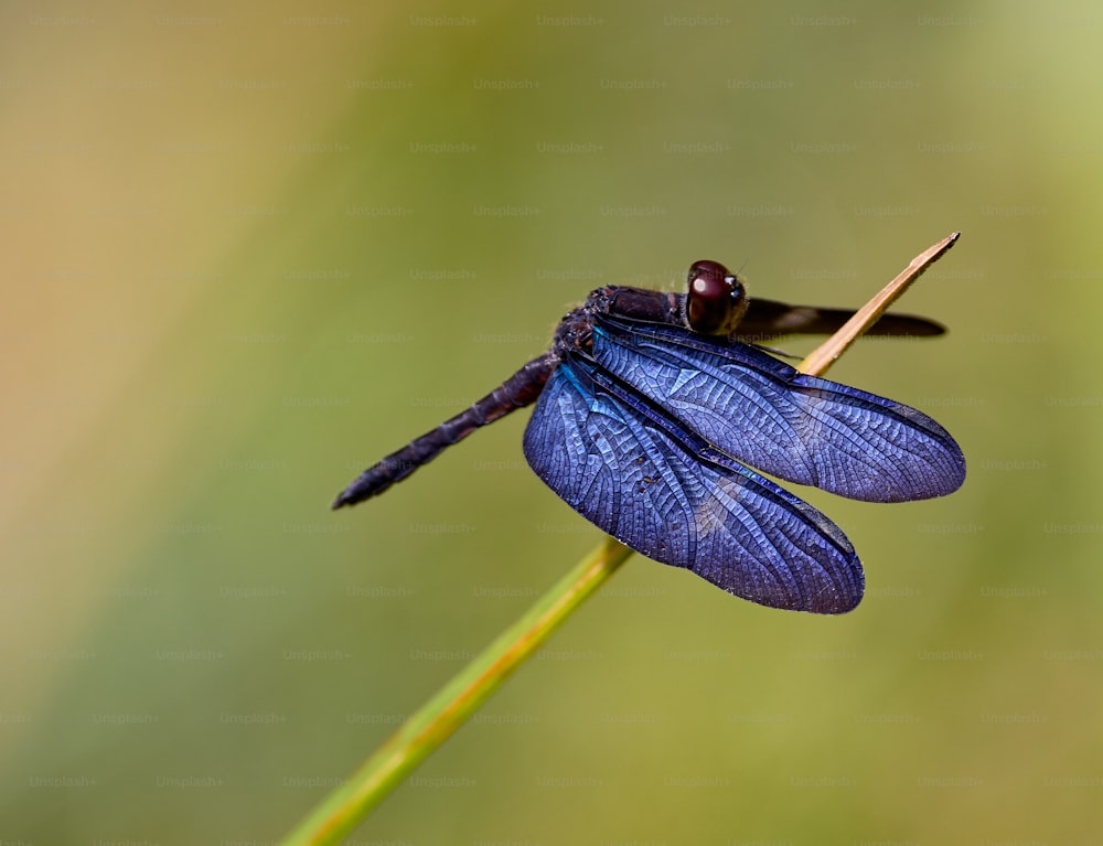 uma libélula azul sentada em cima de uma planta verde