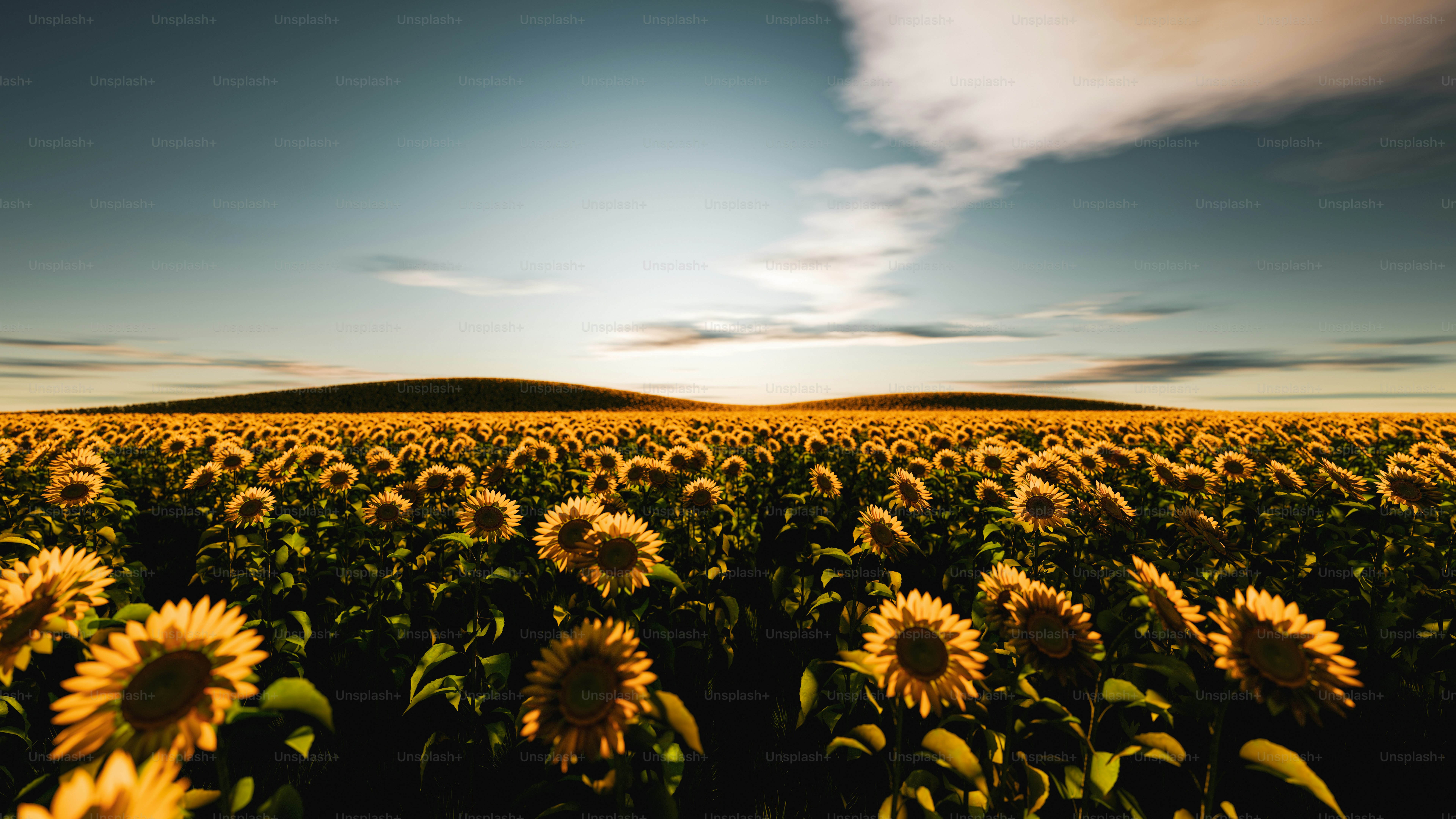 A large field of sunflowers under a blue sky photo – Nature Image on ...