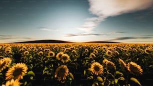 ein großes Sonnenblumenfeld unter blauem Himmel