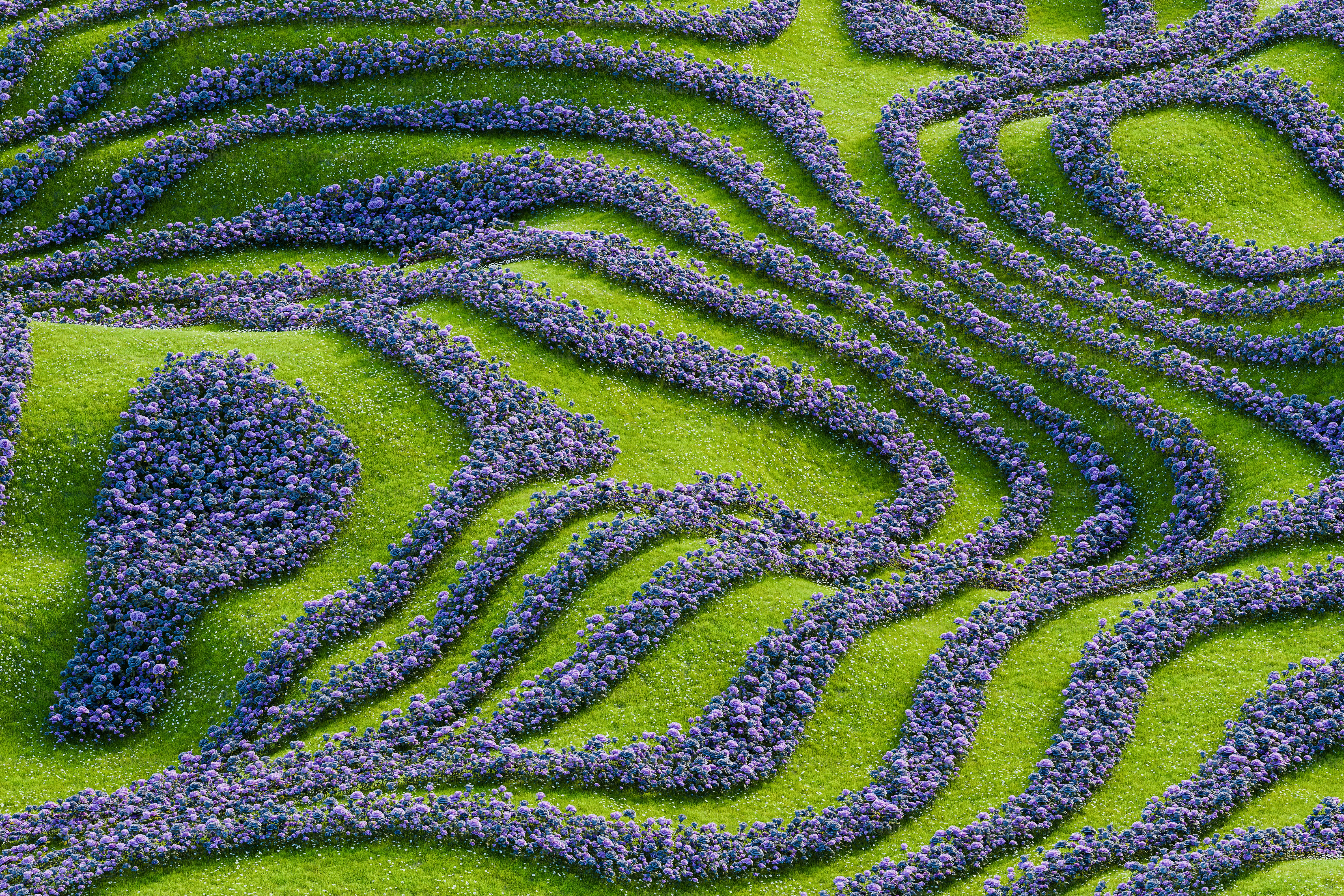 a green field with purple flowers in it