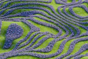 un champ vert avec des fleurs violettes dedans