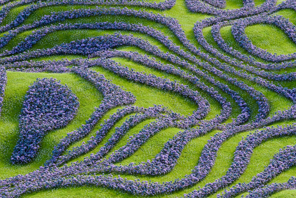 a green field with purple flowers in it